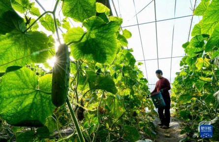 河北灤州：高效設(shè)施農(nóng)業(yè)助冬季增收