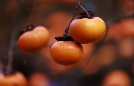 辟謠 | 盡享柿子美味，要跳出這些認知誤區(qū)