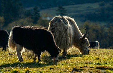 藍(lán)天、草甸、雪山、湖泊……麗香鐵路沿線有多美？