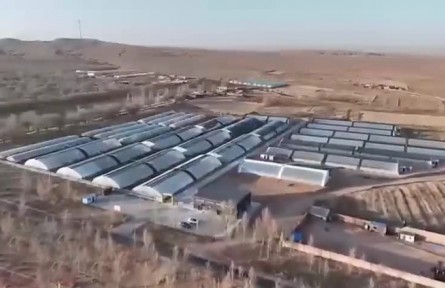 寧夏：大棚經(jīng)濟(jì)遍地開花 種出鄉(xiāng)村美好生活