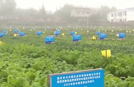 重慶市蔬菜良種覆蓋率達(dá)到90%以上