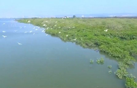 多樣的生物 多樣的精彩：生物多樣性為什么那么重要？