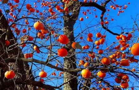 農(nóng)村俗語“院中有五樹，子孫一直富”，說的都是哪些樹？