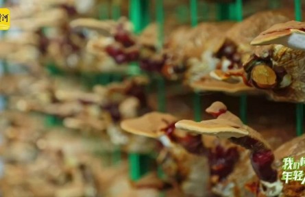 “靈芝大王”曹子英：把“仙草”做成大產(chǎn)業(yè)，一個靈芝盆景賣出近萬元