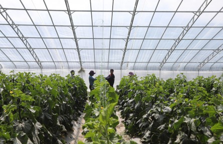 西藏蔬菜看白朗！白朗是如何成長為“西藏糧倉”的？