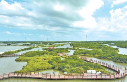 打造紅樹林營造修復的“湛江范本”