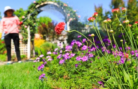 第十一屆中國花卉博覽會(huì)（鄭州）優(yōu)選品種集中展示