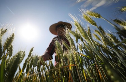 坐秋望夏說飯碗：來自“大國(guó)糧倉(cāng)”的報(bào)告