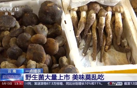 野生菌上市 嘗鮮需謹慎！注意“四不吃”