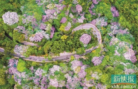 點“石”成綠！廣東石漠化沙化地區(qū)植被蓋度超80％