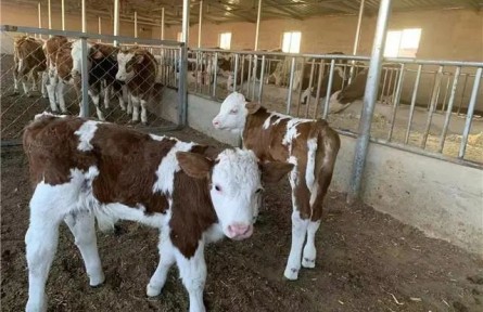 內(nèi)蒙古：科技賦能 用“芯”引領(lǐng)農(nóng)牧民犇上幸?！芭！比兆?></a></td>
<td align=