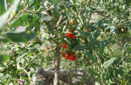 寧夏：現(xiàn)代枸杞產(chǎn)業(yè)逐夢“藍(lán)?！?></a></td>
<td align=