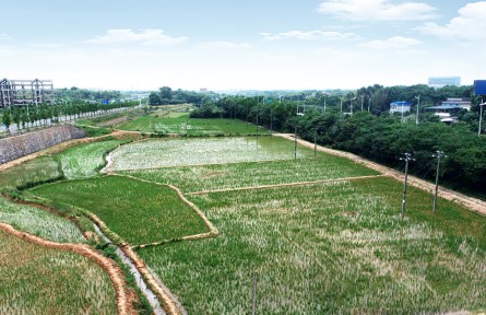 全國土地日|湖南株洲四級田長話耕?！羝鸺Z食安全的重任