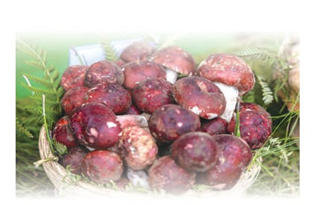 野生菌物種有多豐富？