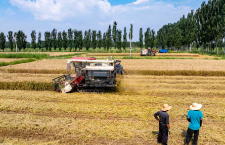 田間好“豐”景！寧夏原糧儲備生產(chǎn)基地10萬畝小麥開鐮收割
