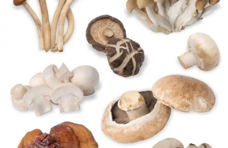 “菇”勇者們，路邊的“傘傘”莫要采！