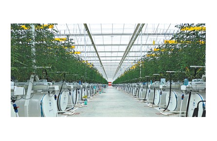 現(xiàn)代設(shè)施種植，讓“菜籃子”拎得更穩(wěn)當(dāng)