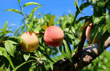 北京延慶區(qū)張山營鎮(zhèn)黃柏寺村大桃上市！