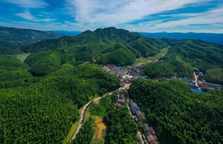 福建建甌：從“全竹利用”邁向“全竹應用”