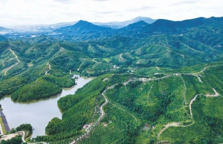 江西贛州，奔跑在油茶產業(yè)高質量發(fā)展路上的示范者