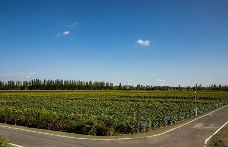 內(nèi)蒙古巴彥淖爾：加速種業(yè)創(chuàng)新 做強農(nóng)業(yè)“芯片”