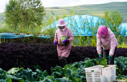 青藏高原冷涼蔬菜何以走熱？