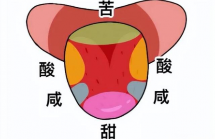 辟謠|“舌尖嘗甜，舌根嘗苦”？你以為的舌頭“味覺地圖”，其實是假的