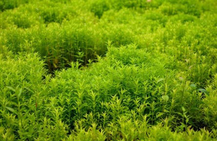 在云南西雙版納，種“草”何以生“金”？