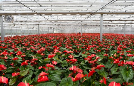 瓜果飄香、蔬菜滿園，青藏高原上有個(gè)農(nóng)業(yè)“后花園”