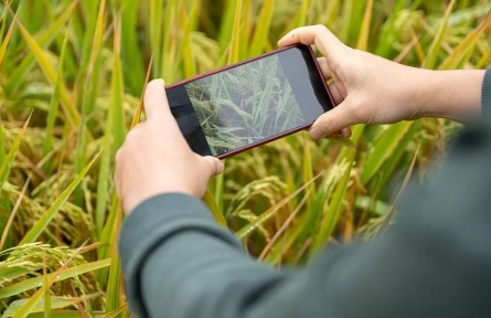 網(wǎng)上種田、養(yǎng)牛能暴富？小心落入這類陷阱