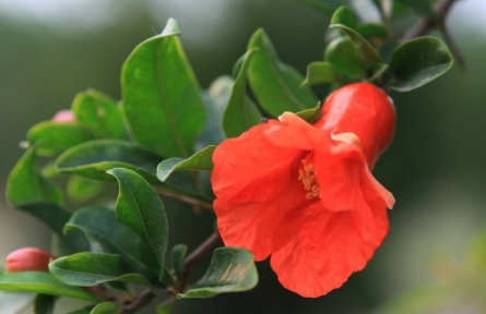 辟謠|石榴、李子、蘋果……綠化帶的水果能吃嗎？