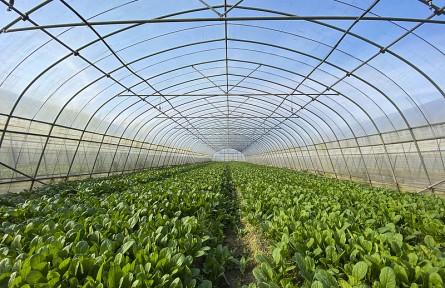 反季節(jié)果蔬會使用很多農(nóng)藥，有害健康不能吃？