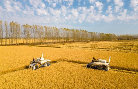 吃飯為大！端穩(wěn)中國(guó)碗