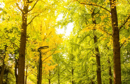 海淀的秋色已刷新！帶你翻開秋的一頁