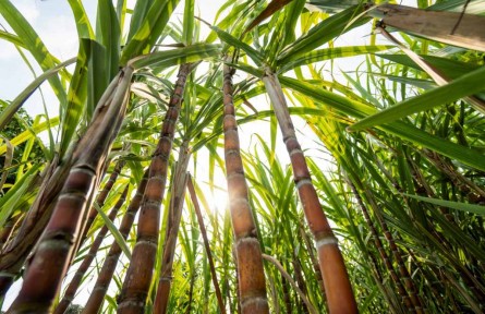 我國食糖消費量世界第二 甘蔗引種有哪些重要意義？需要注意什么？