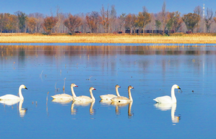 萬鳥翔集！野鴨湖成“候鳥天堂”——
