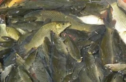 冬季如何預防魚缺氧？