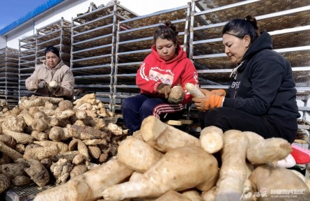 且末縣老兵治沙隊：“阻沙防護(hù)帶合龍，咱們也有功勞”