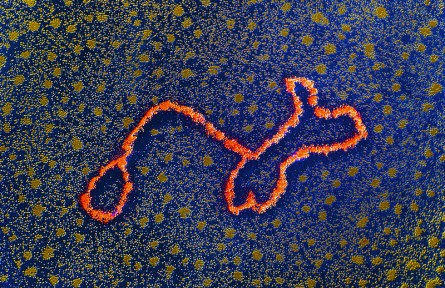 科技名詞|轉(zhuǎn)座子 transposon；Tn