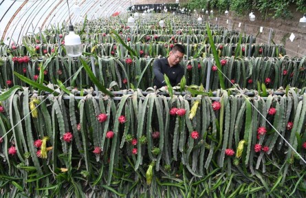 熱帶水果何以“扎根”戈壁灘？