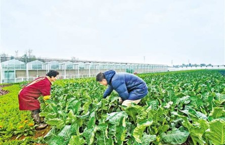 重慶:每畝蔬菜增收2000余元背后的“種子力量”