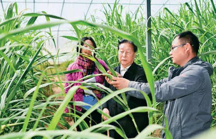 奔跑的“中國(guó)草”