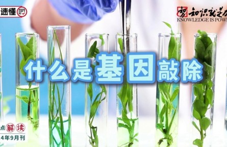 科普 | 什么是基因敲除？