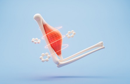 肌肉線條分明才是健康的好身材？