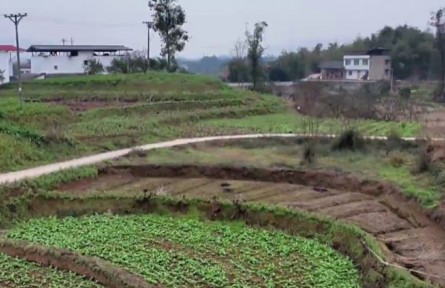 重慶：特色產(chǎn)業(yè)“多點開花” 鄉(xiāng)村振興“春色滿園”