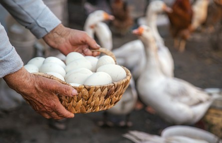 營(yíng)養(yǎng)豐富的鵝蛋，為什么很少有人吃，也很少有賣(mài)的？