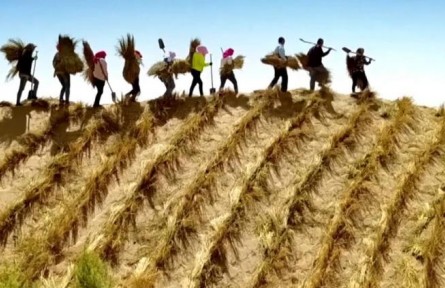 防風(fēng)固沙有妙招！解析“三北”工程的綠意密碼