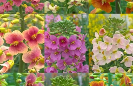 科學(xué)家讓“黃燦燦”的油菜花擁有70多種顏色