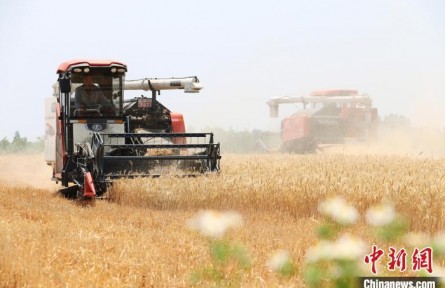 安徽雜交水稻種子出口量連續(xù)六年居中國首位