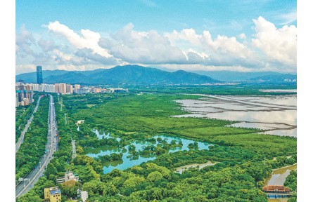 廣東加強(qiáng)紅樹林保護(hù)——紅樹林面積達(dá)1.14萬公頃，紅樹植物種類達(dá)27種